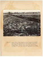 1936 - Strip of vegetation sits on top of dike