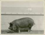 Experiment 326, representative pig #365, 1930