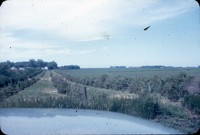 Windbreak on a farm.