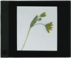 Hieracium canadense (Canada hawkweed)