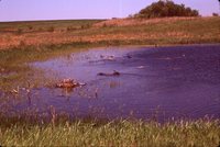 Geese on a Farm Pond.