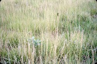 Side-oat grass in the DeSoto Bend.
