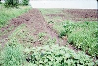 1986 Muddy fields