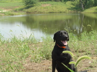 2007 Jack Strawhacker photos of Drake the dog by pond