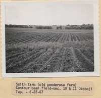 Contour Bean Field - Minimum Tillage on the Smith Farm.