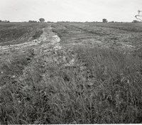 Man Points to Water Running Down Eroded Field