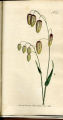 Great Quaking Grass