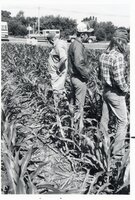 1978 No-till tours