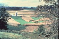 Fall corn near silos, 1977