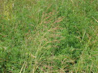2007 Jack Strawhacker photos of grasses