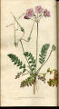 Roman Crane's-bill, Storksbill, Heron's Bill