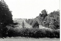 Shrubs and trees