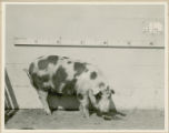 Experiment 326, representative pig #1B, 1930