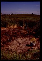 Wetland Restoration Project.