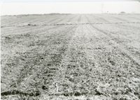 Photograph Collection Of Cropland  