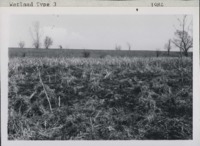 Wetland type 3 in Delaware County, Iowa.