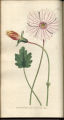 Broad-leaved Monsonia
