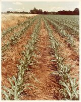 1970s Rows of corn