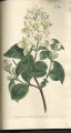 Common Philadelphus, Mock-orange, Mock Orange