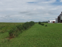 2007 Jack Strawhacker photos of field windbreak
