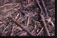No Till Crops on Jared Herbert's Farm.