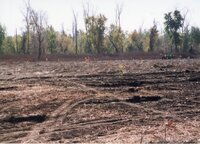 2002 Planting trees at Brockway LLLP 