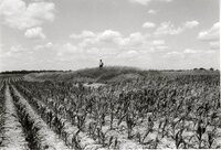 Man stands in grass next to spindly corn