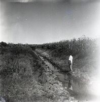 Man stands by water ditch near cornfield