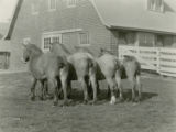 Four Belgian draft horses, 1930
