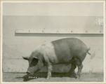 Experiment 326, representative pig #42B, 1930
