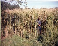 Boy in Cornfield