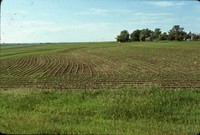 Broad based terraces on the Bumann farm.