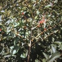 Honeysuckle berries.