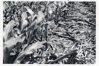 No-till fields of corn