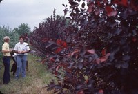 Chokecherry windbreak in the DeSoto Bend.