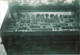 Display case of shells in Museum of Natural History, The University of Iowa, 1930s?