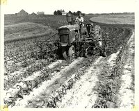 Richard Henneberry strip cropped field 