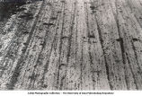 Glacial scorings near Kingston and Burlington, Iowa, late 1890s or early 1900s