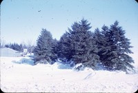 Windbreak on L. Miller farm.