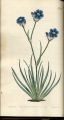 Grass-leaved Aristea