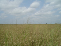 2007 Jack Strawhacker photos of grasses