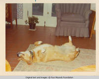 Dog Molly