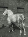 Jalap, Percheron stallion, 1915