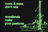 1987 Trees and grasses being planted