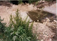 Cattle crossing, 1995