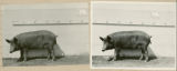 Experiment 315, representative pig #45, 1929