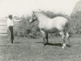 Couretta, Belgian draft horse mare, 1931