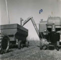 Combine unloading crops into a wagon, rear close-up view, 1955