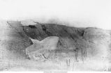 Buchanan gravels with boulders of Iowan stage, Illinois Central Gravel Pit, Independence, Iowa, late 1890s or early 1900s