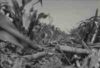 Three views of Cornfield with stalks knocked over
